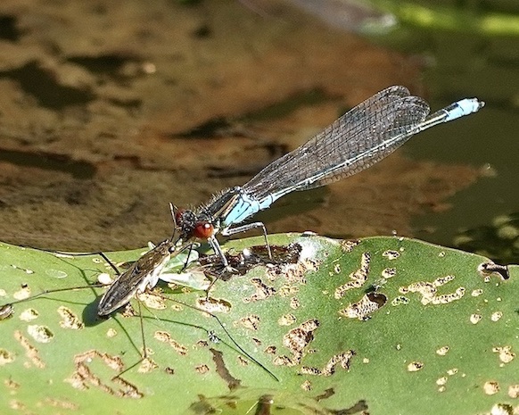 small red-eyed damselfly